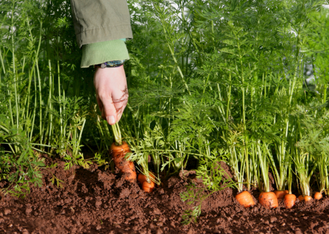 ������A�Ȝy���x��ô����